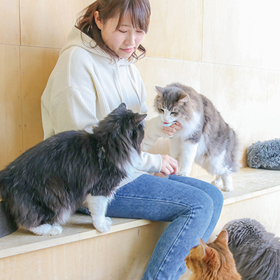 キャットカフェ　モフ