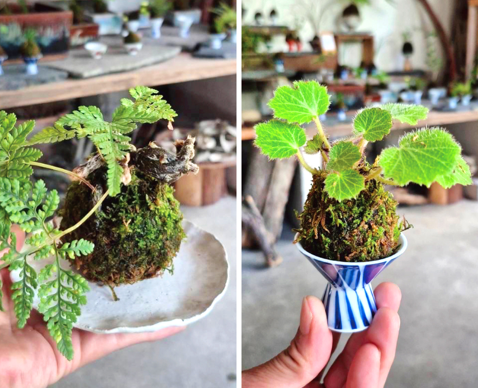 苔玉つくりワークショップ