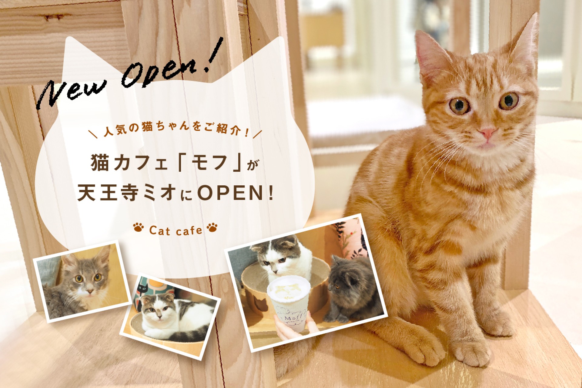猫カフェ「キャットカフェモフ」が天王寺ミオにオープン！人気の猫ちゃんをご紹介！
